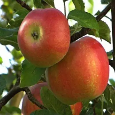 Яблоня ПЕРСИКОВАЯ в Кобрине