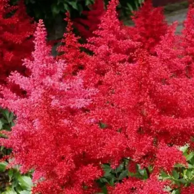 Астильба ЭТНА Арендса в Кобрине