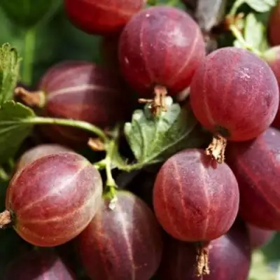 Крыжовник ХИННОМАКИ РОТ в Кобрине