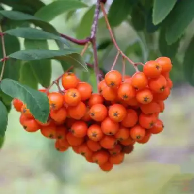 Рябина ВЕФЕД сладкоплодная в Кобрине