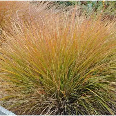 Осока БРОНЗОВЫЕ КУДРИ в Кобрине