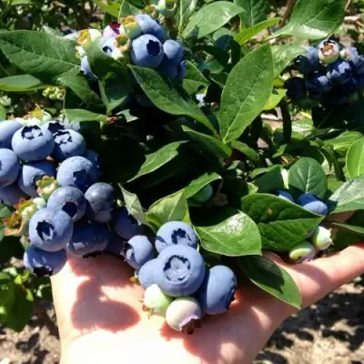 Голубика ДАРРОУ в Кобрине