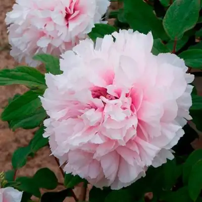 Пион ПЕРСИК ПОД СНЕГОМ древовидный в Кобрине