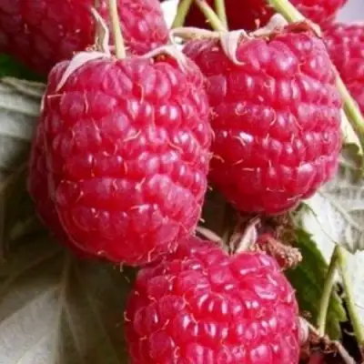 Малина ГЕРАКЛ в Кобрине