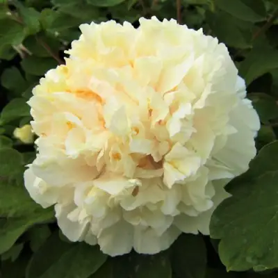 Пион НЕЖНЫЙ ГОЛОС древовидный в Кобрине