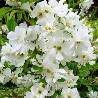 Экзохорда ЗЕ БРАЙД в Кобрине