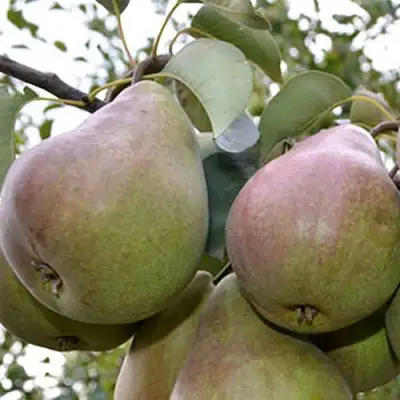 Груша БРЯНСКАЯ КРАСАВИЦА в Кобрине