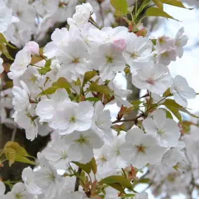 Сакура САНСЕТ БУЛЕВАРД в Кобрине