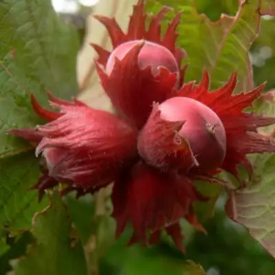 Фундук МОСКОВСКИЙ РУБИН в Кобрине