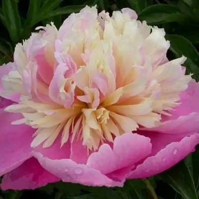 Пион ВЕСЕННЯЯ ПАЛИТРА травянистый в Кобрине