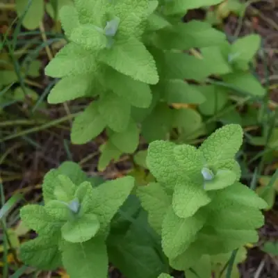 Мята АПФЕЛМИНЦЕ в Кобрине