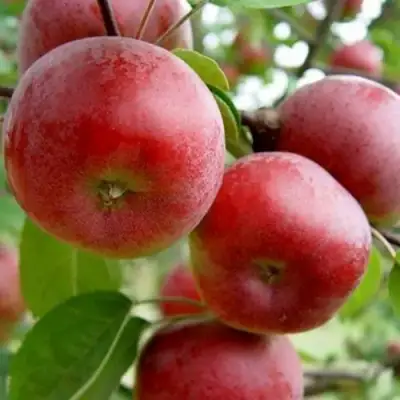 Яблоня АНТЕЙ в Кобрине