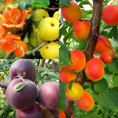 Комплект САД ДЛЯ ГУРМАНА в Кобрине