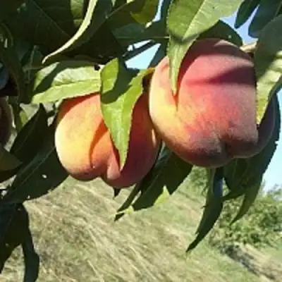 Персик СОФГАФЕН в Кобрине