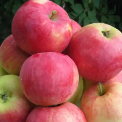 Яблоня НОРИС в Кобрине