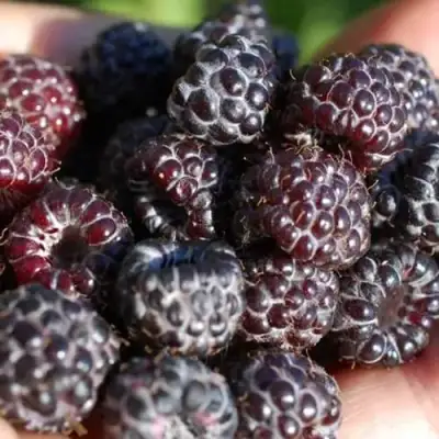 Малина БРИСТОЛЬ в Кобрине