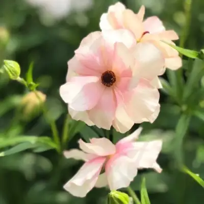 Ранункулюс АРИАДНА баттерфляй в Кобрине