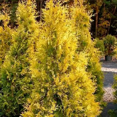 Туя ЕВРОПА ГОЛД западная в Кобрине