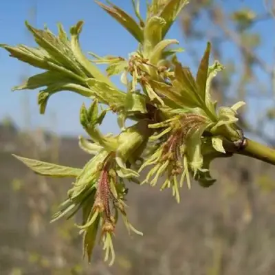 Клен ясенелистный в Кобрине