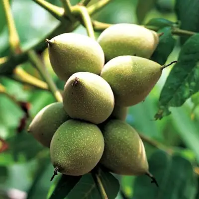 Орех МАНЬЧЖУРСКИЙ в Кобрине