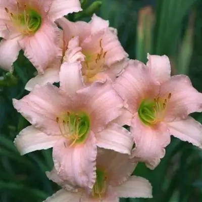 Лилейник ЛАКШЕРИ ЛЕЙС гибридный в Кобрине