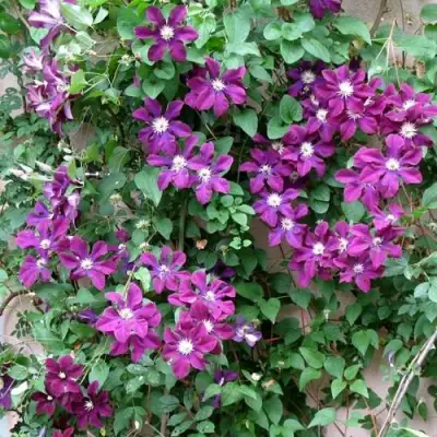 Клематис ГЕРОИ ВАРШАВЫ в Кобрине