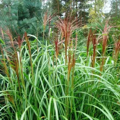 Мискантус МАЛЕПАРТУС китайский  в Кобрине