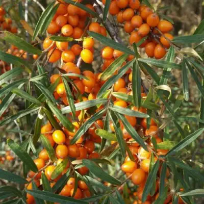 Облепиха РОСИНКА в Кобрине