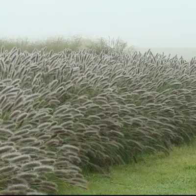 Пеннисетум ЛЕДИ Ю в Кобрине