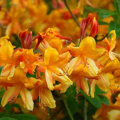 Азалия ОРАНЖ ХИТ листопадная в Кобрине