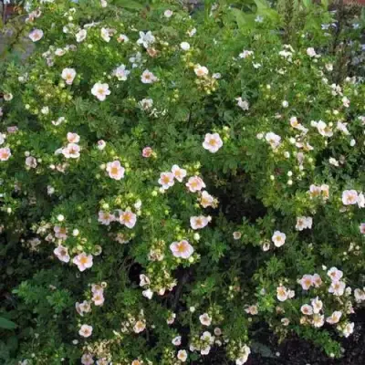 Лапчатка ПИНК КВИН кустарниковая в Кобрине