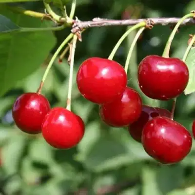 Вишня РИВАЛ в Кобрине