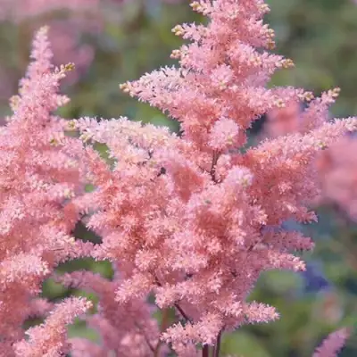 Астильба ГЛИТТЕР ЭНД ГЛАМУР китайская в Кобрине