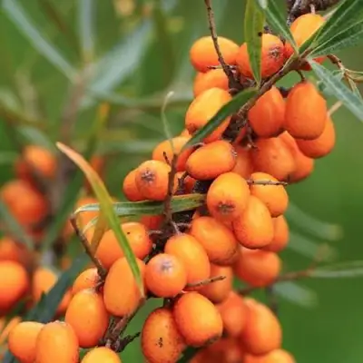 Облепиха АЛТАЙСКАЯ в Кобрине