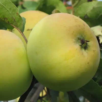 Яблоня РОССИЯНКА в Кобрине