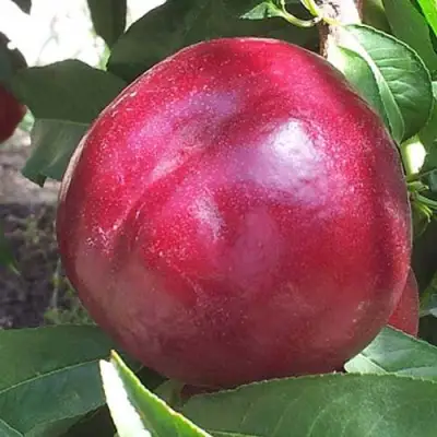 Нектарин ЭКСТРИМ БЬЮТИ в Кобрине