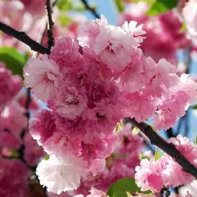 Сакура ПИНК ПЕРФЕКШН в Кобрине