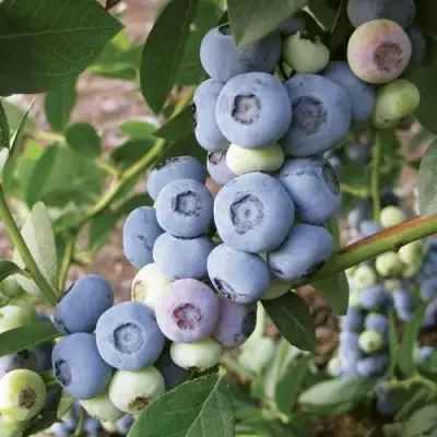 Голубика ЛИБЕРТИ в Кобрине