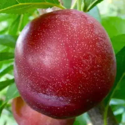 Слива БЕРБАНК ГИГАНТ в Кобрине