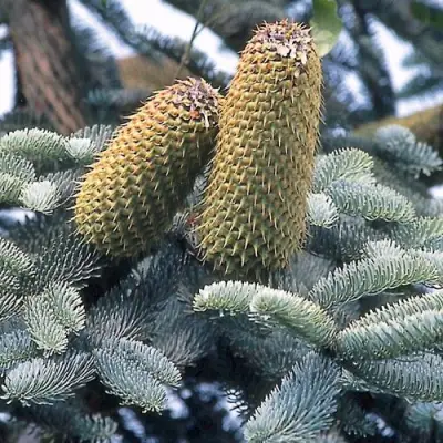 Пихта благородная в Кобрине