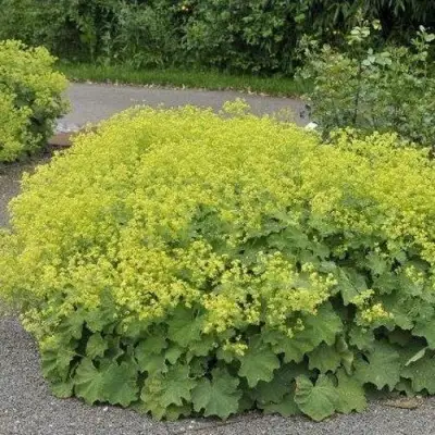 Манжетка ТРИЛЛЕР мягкая в Кобрине