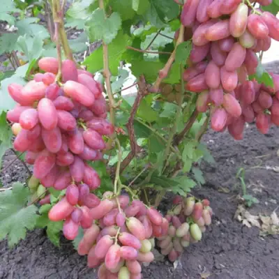 Виноград ЮЛИАН в Кобрине
