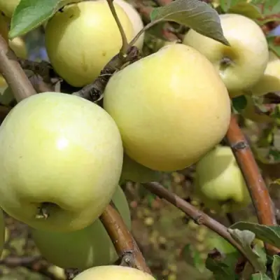 Яблоня АНТОНОВКА ОБЫКНОВЕННАЯ в Кобрине