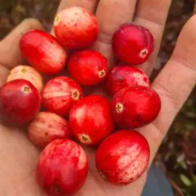 Клюква СТАНКОВИЧ в Кобрине