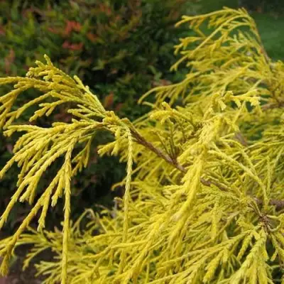 Кипарисовик ВАВЕЛ горохоплодный в Кобрине