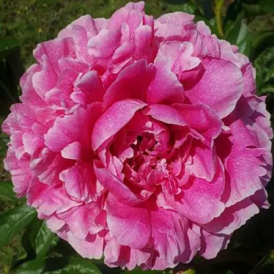 Пион ЗЕ ФОН травянистый в Кобрине