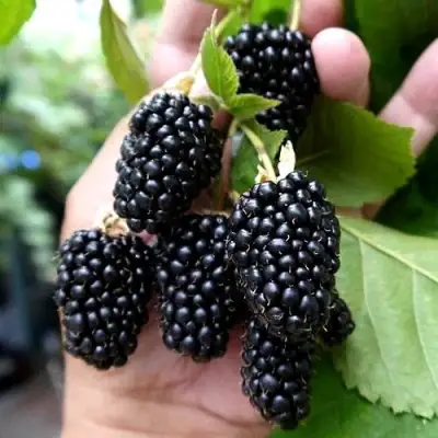 Ежевика ПРАЙМ АРК 45 ремонтантная   в Кобрине