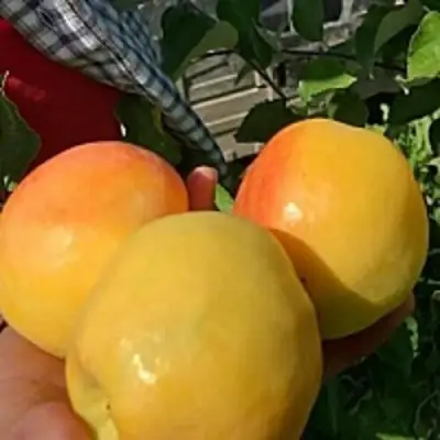 Яблоня АНТОНОВКА ЗОЛОТАЯ в Кобрине