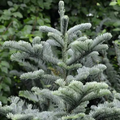 Пихта благородная в Кобрине