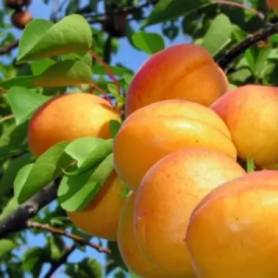 Абрикос ЭДЕЛЬВЕЙС в Кобрине